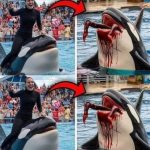 Orca trainer is 😱 devoured by this one while perfor…see more